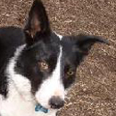 Jocko was adopted in April, 2006